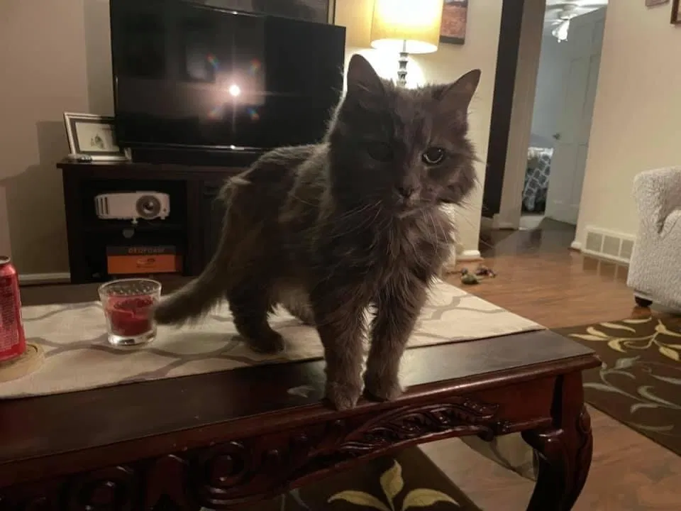 Lost cat in Cleveland, OH, 44134