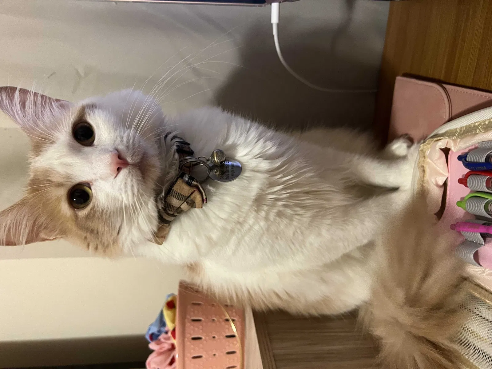 Lost cat in High Point, NC, 27263