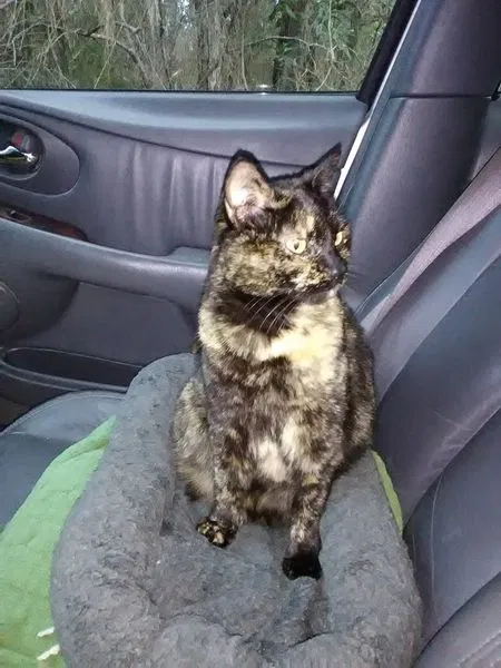 Lost cat in Moundville, AL, 35474