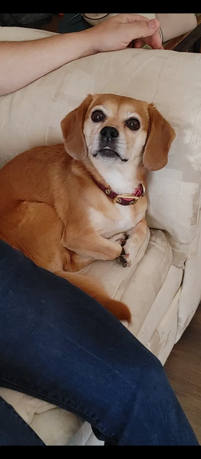 Lost dog in Colorado Springs, CO, 80921