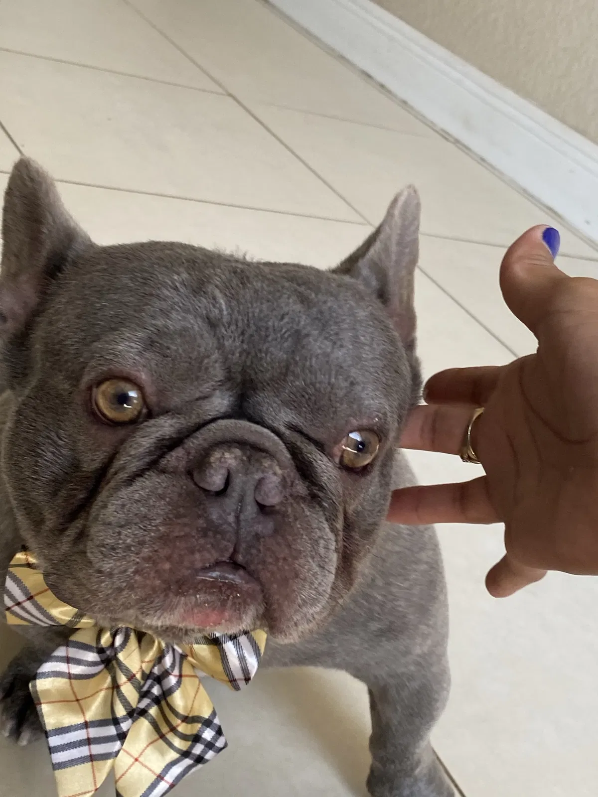 Lost dog in Dania, FL, 33004