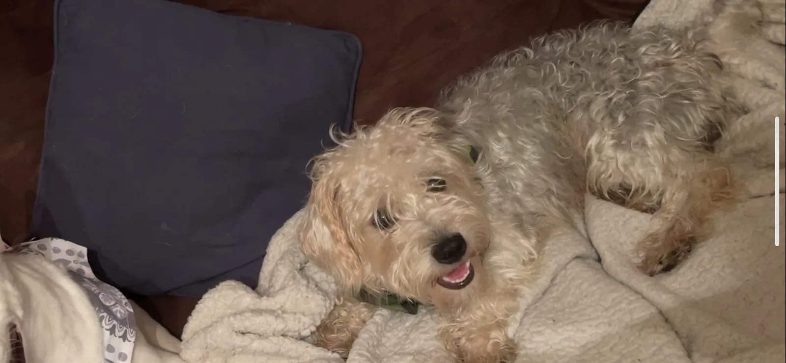 Lost dog in Dalton, GA, 30721