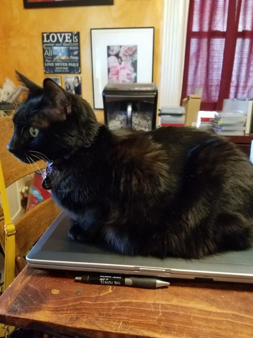 Lost cat in Peoria, IL, 61604