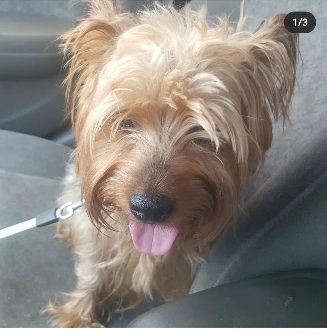 Lost dog in Dallas, TX, 75233