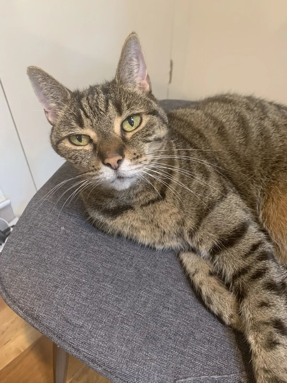 Lost cat in Los Angeles, CA, 90042