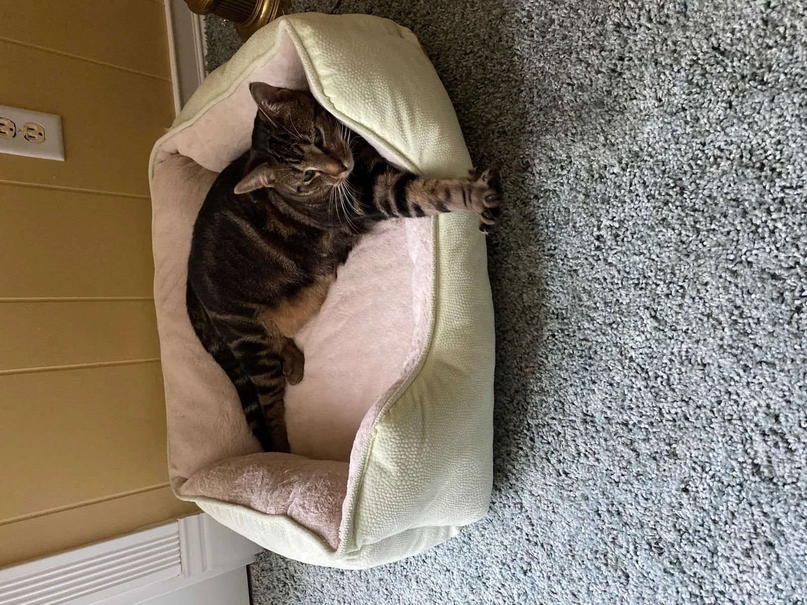 Lost cat in Portage, MI, 49024
