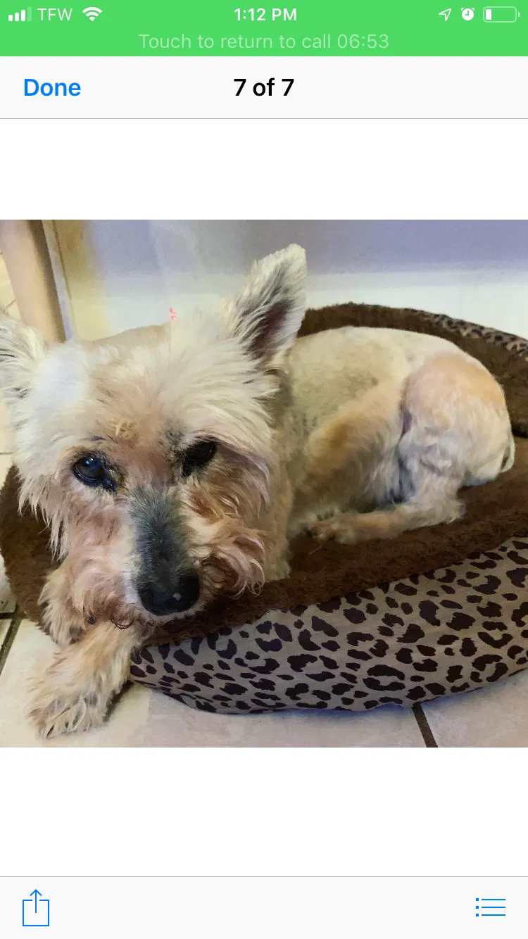 Lost dog in Brownsville, TX, 78521