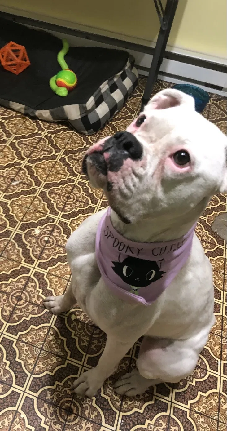 Lost dog in Lowell, MA, 1851