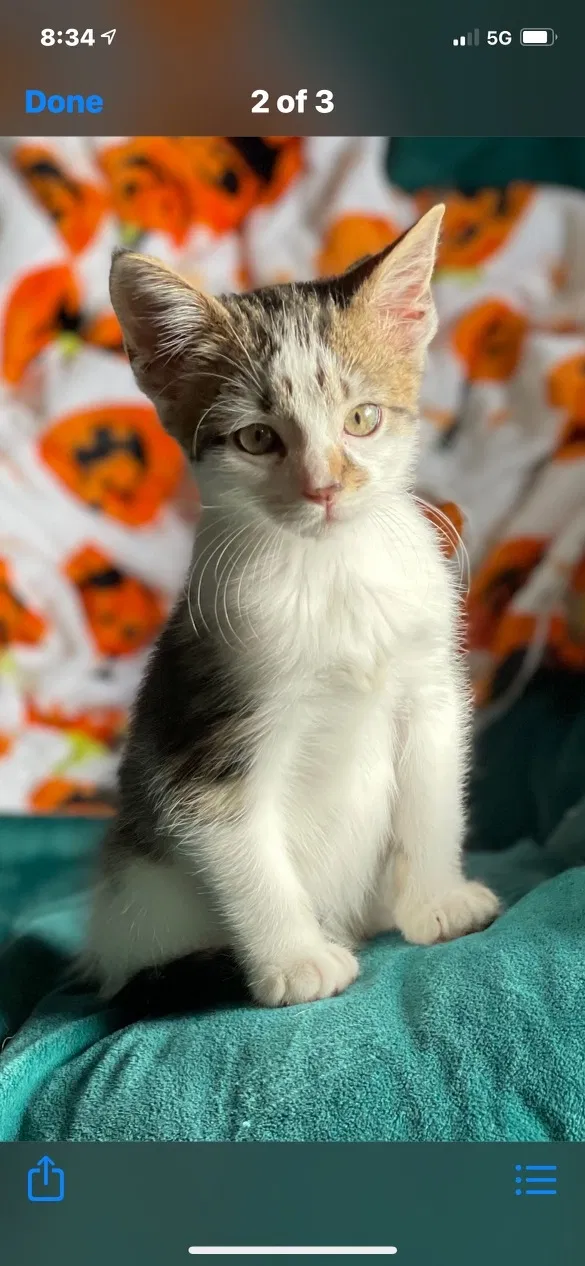 Lost cat in Mount Juliet, TN, 37122