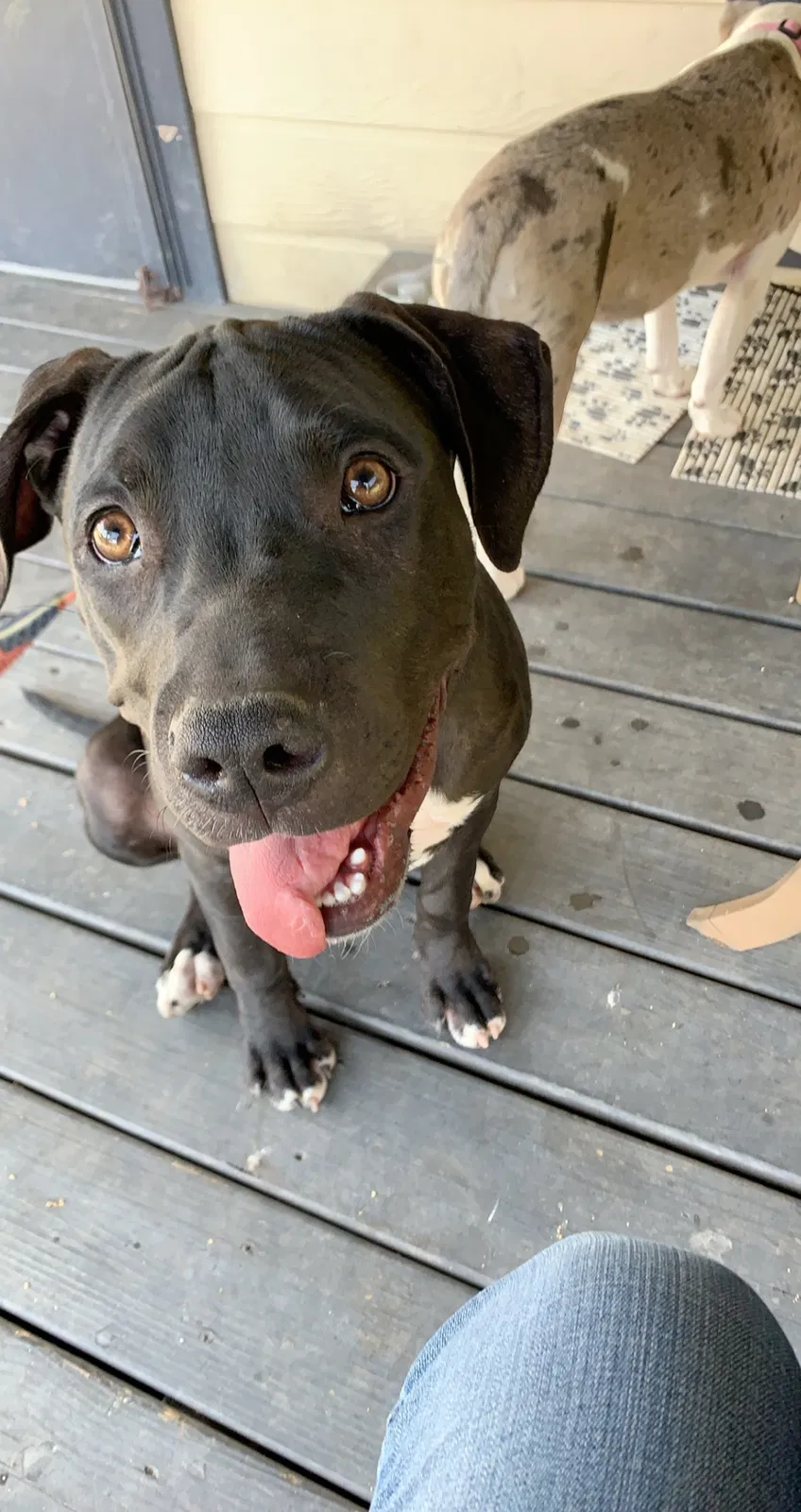 Lost dog in San Antonio, TX, 78223