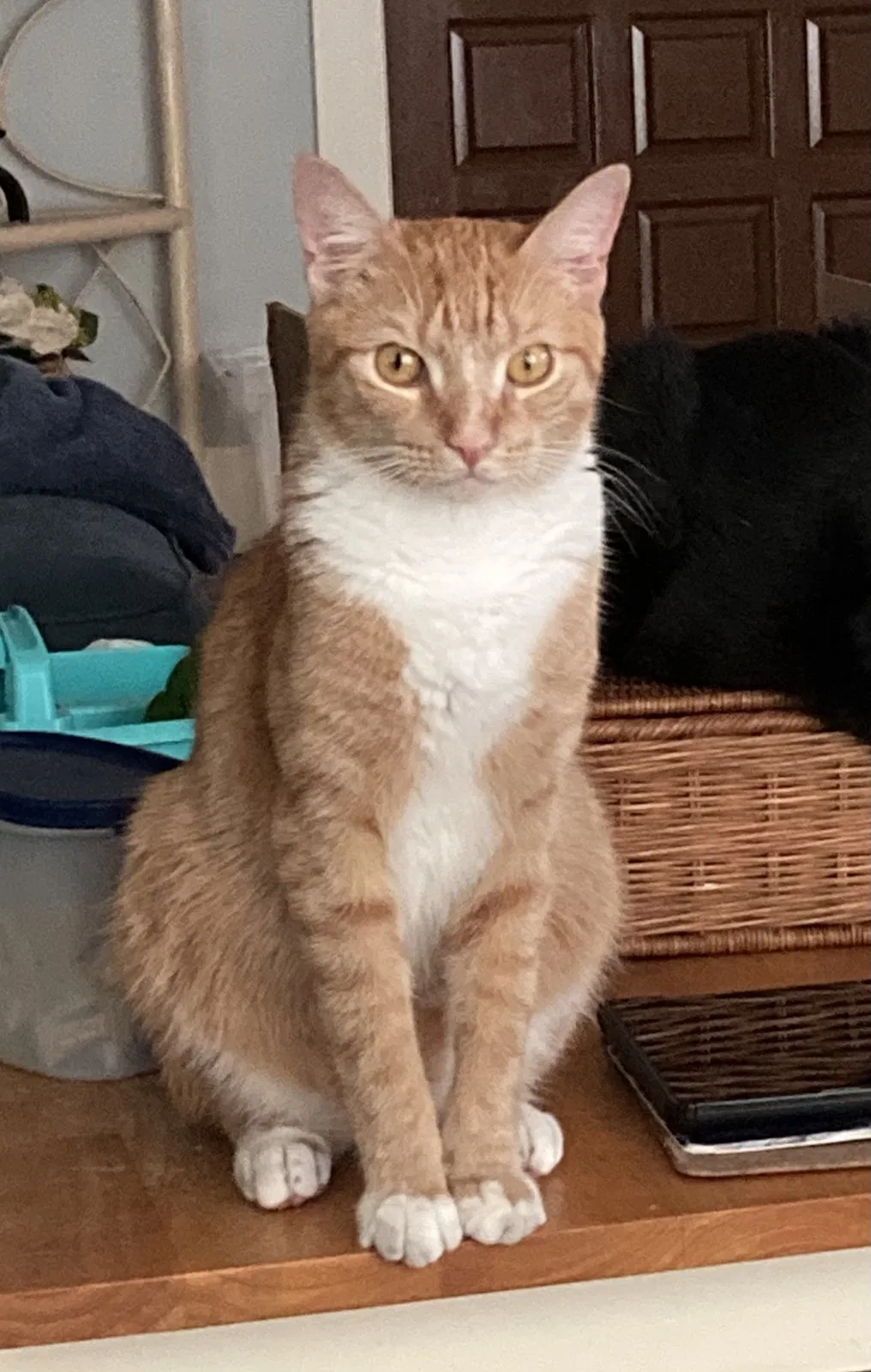 Lost cat in Pompano Beach, FL, 33068