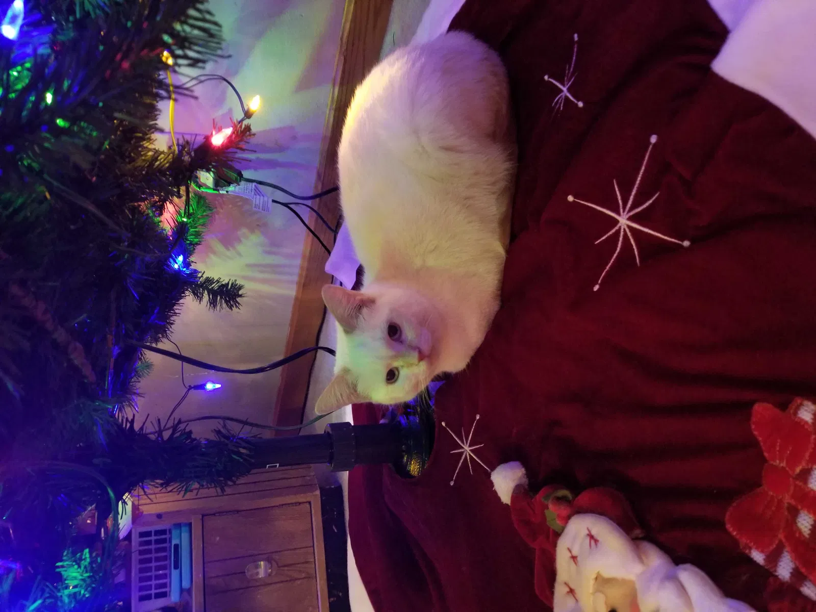 Lost cat in Youngstown, OH, 44511
