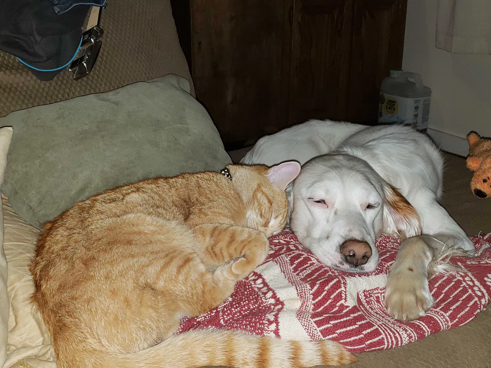 Lost cat in Graysville, PA, 15337