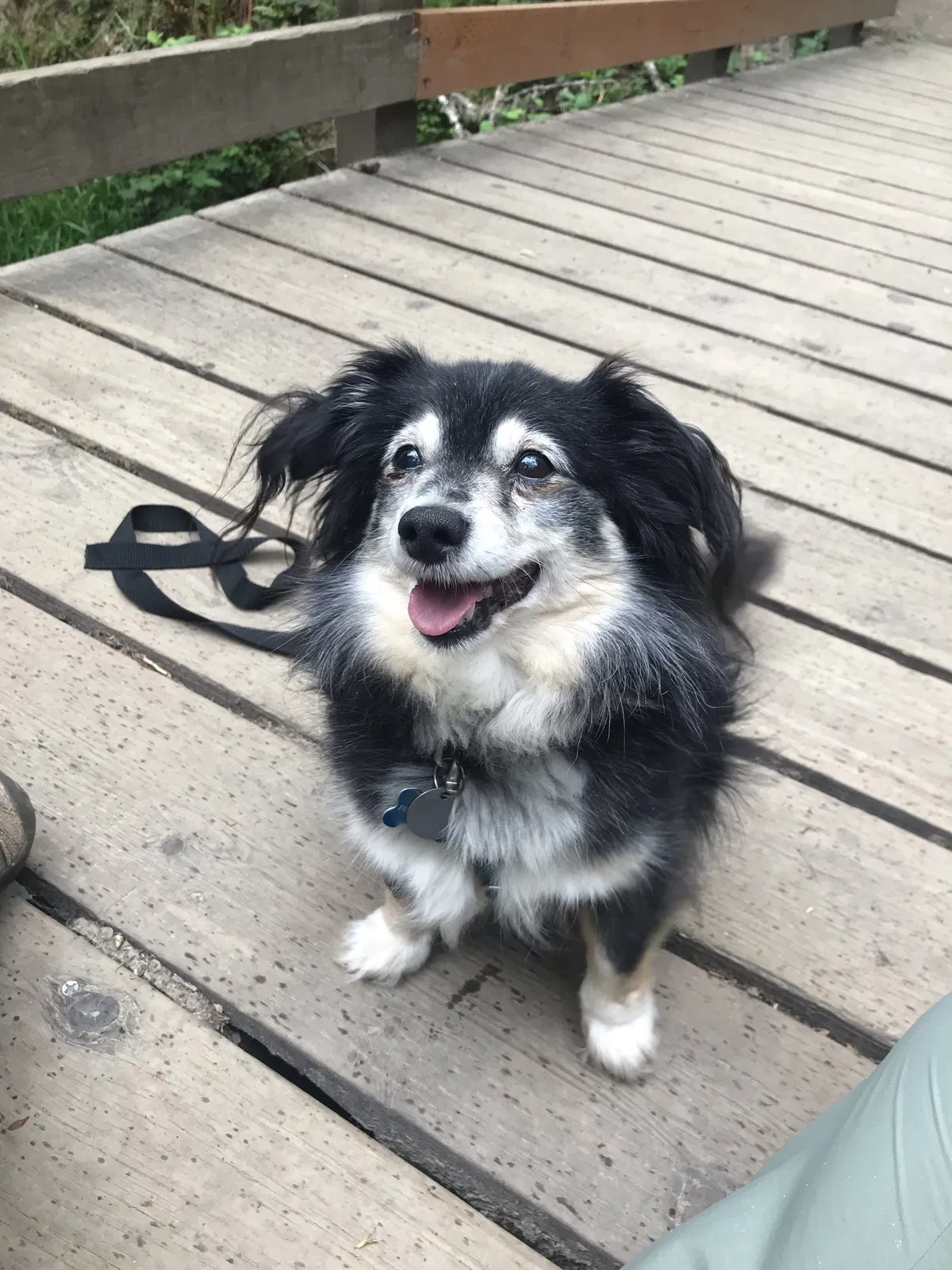 Missing Dog