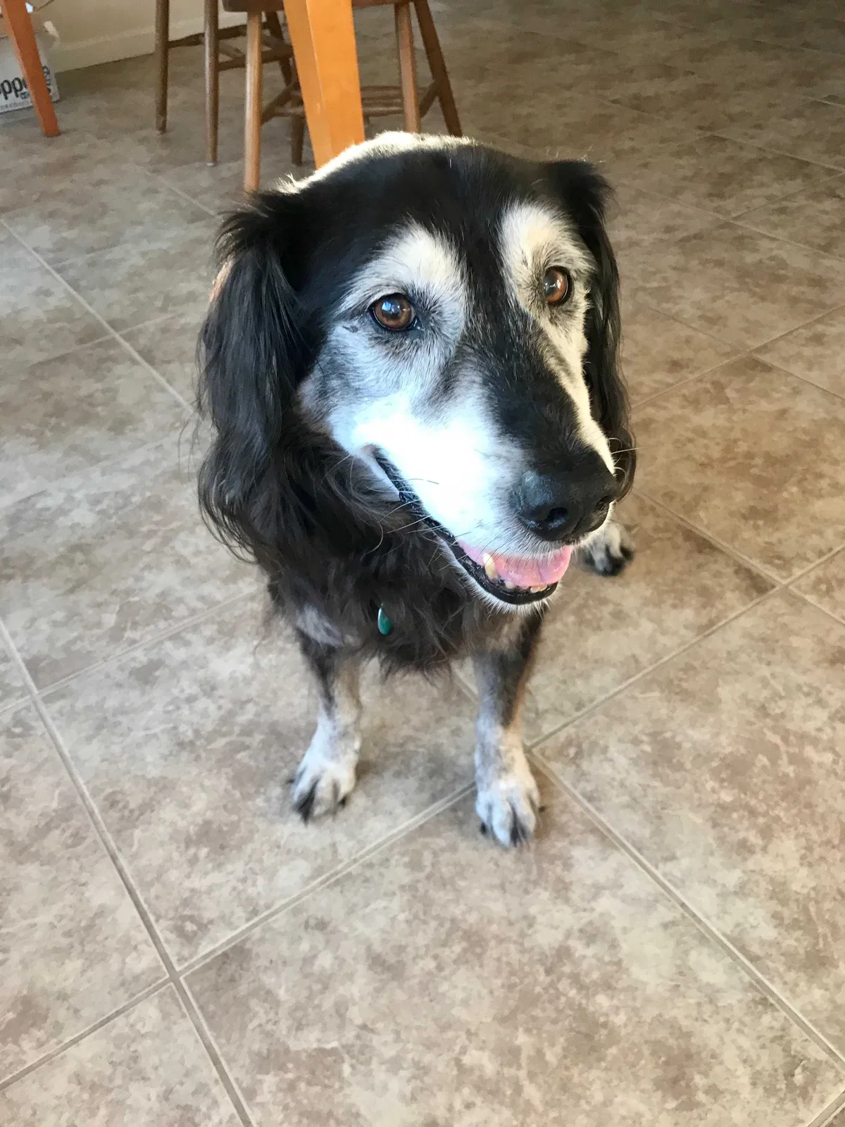 Lost dog in Temecula, CA, 92590