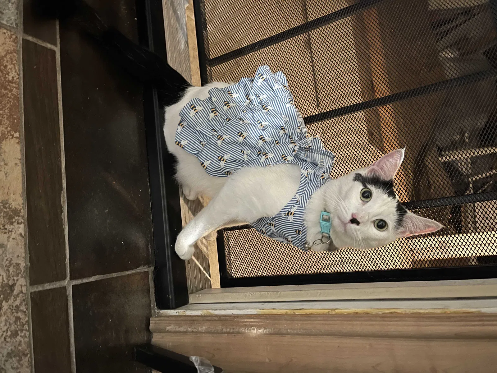 Lost cat in Rialto, CA, 92376