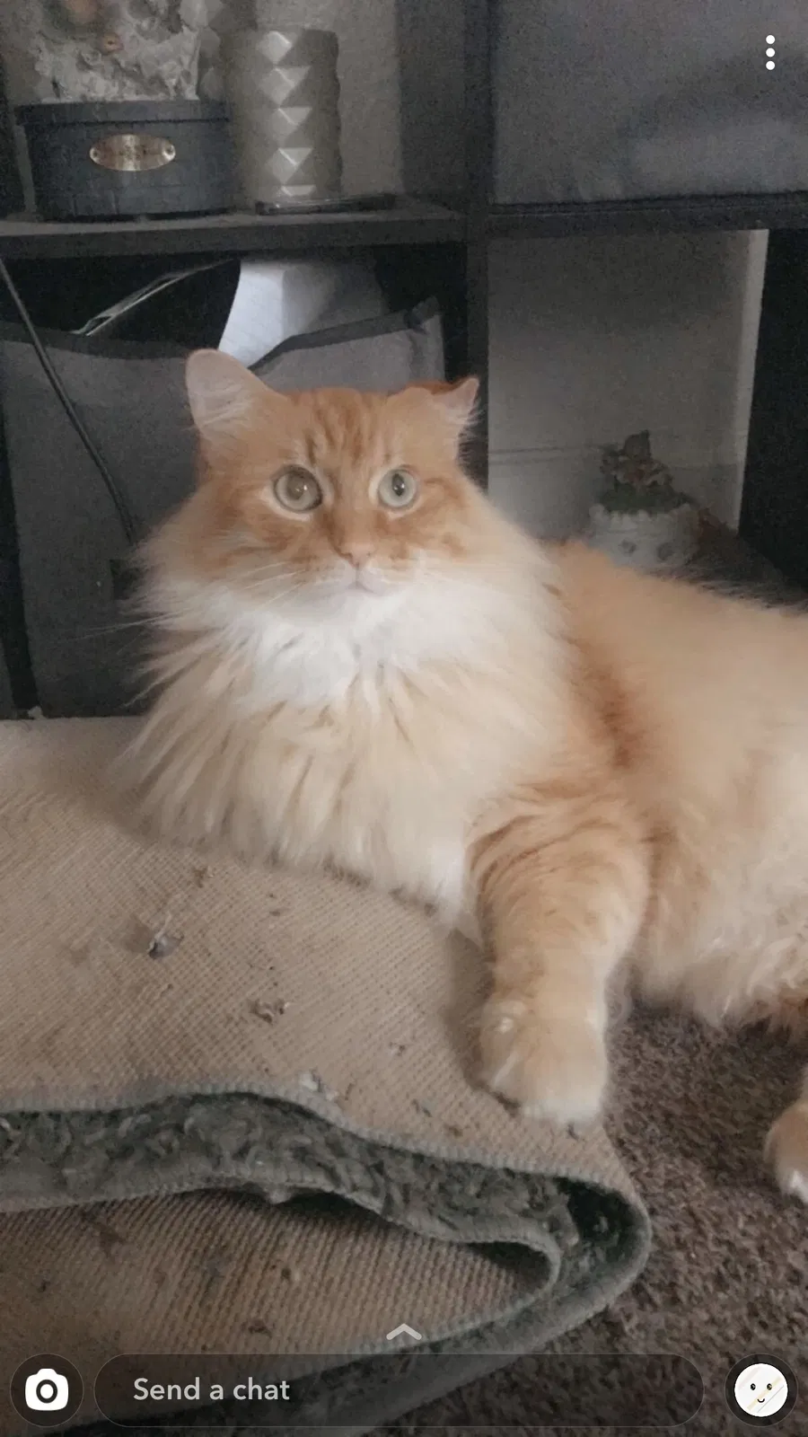 Lost cat in Omaha, NE, 68111