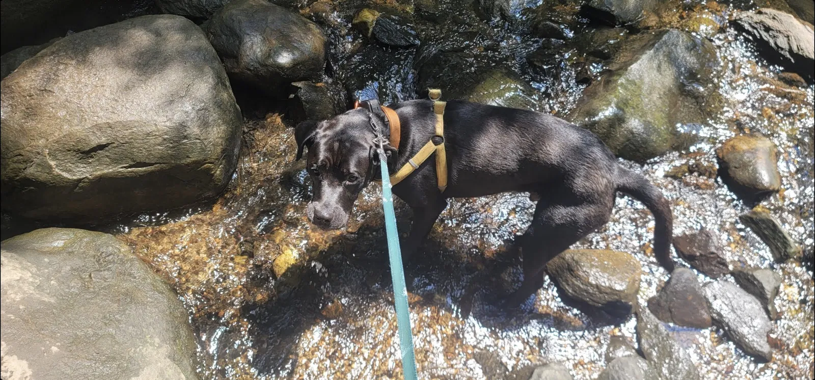Lost dog in Millwood, NY, 10546