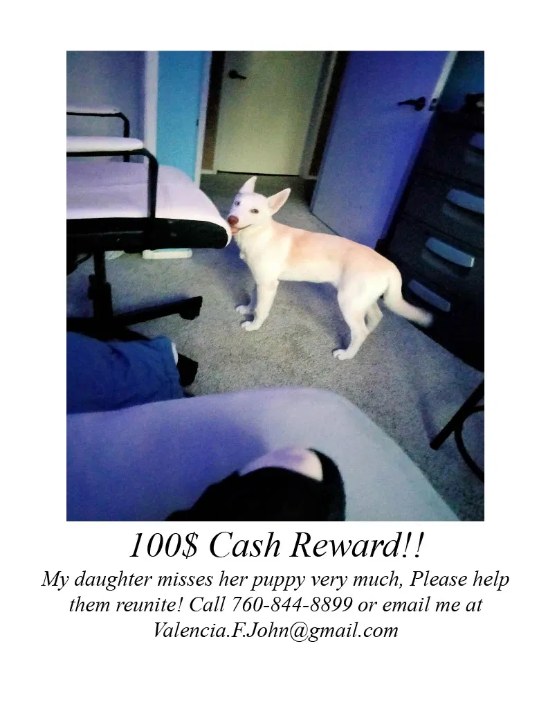 Lost dog in Palm Desert, CA, 92260