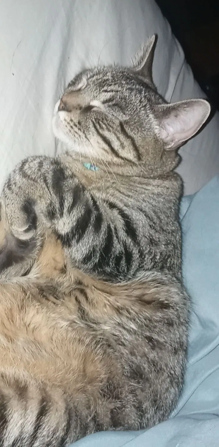 Lost cat in Wichita, KS, 67210