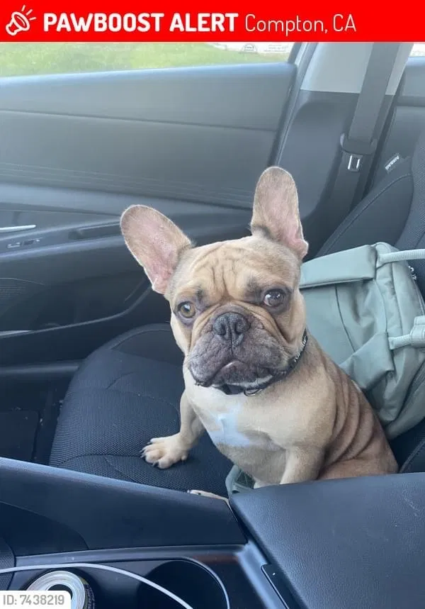 Lost dog in Compton, CA, 90220