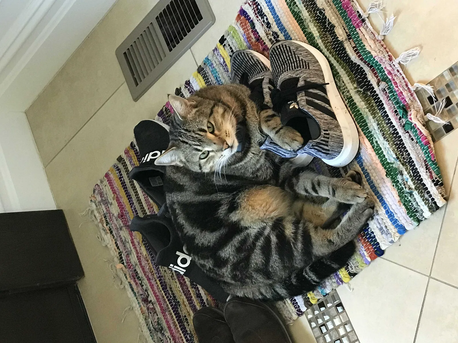 Lost cat in Albertson, NY, 11507