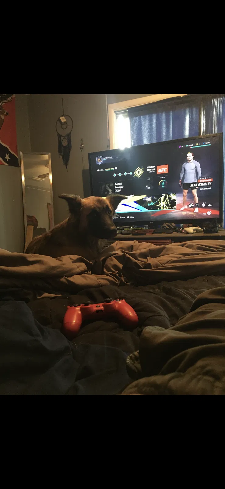 Lost dog in Cabot, AR, 72023