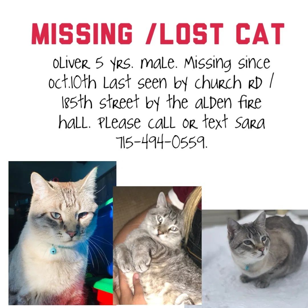 Lost cat in Star Prairie, WI, 54026