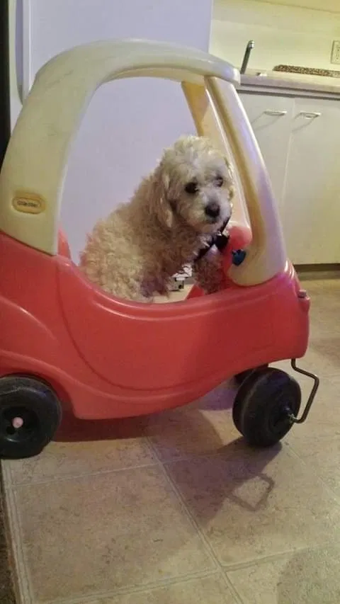 Lost dog in Las Vegas, NV, 89102
