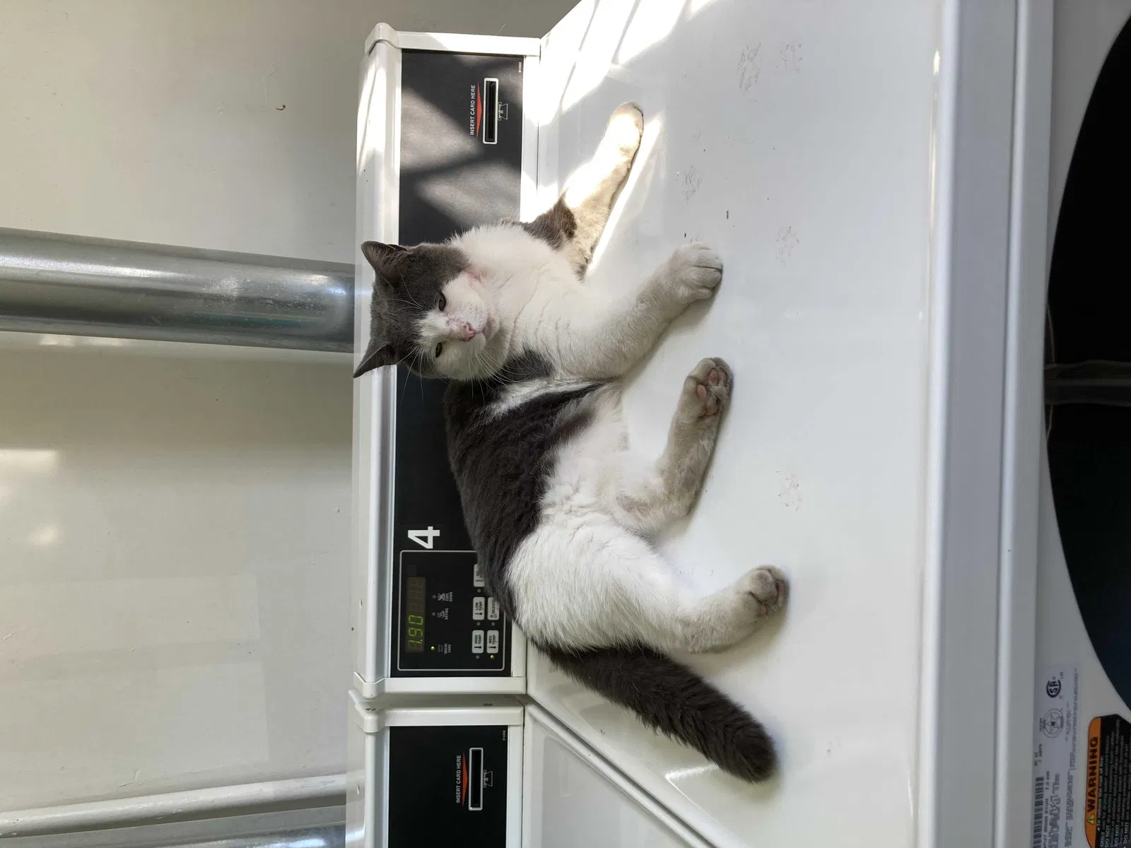 Lost cat in Irvington, NJ, 7111