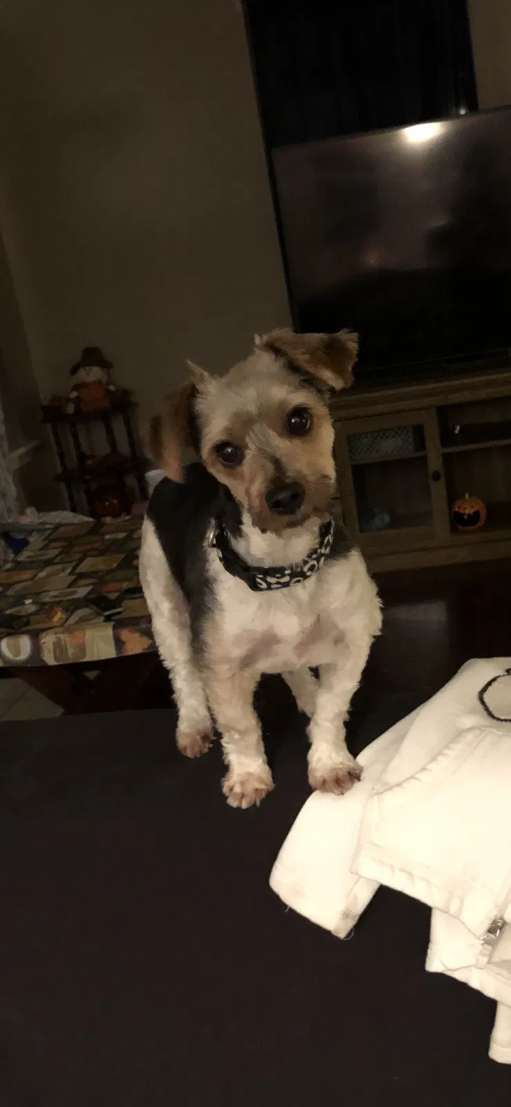 Lost dog in Danbury, CT, 6810