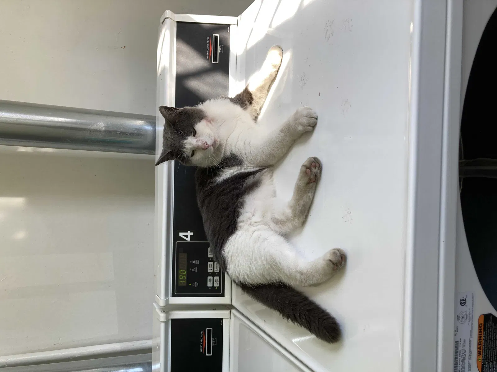 Lost cat in Irvington, NJ, 7111