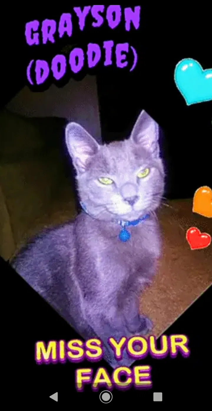 Lost cat in Unknown, PA, 0