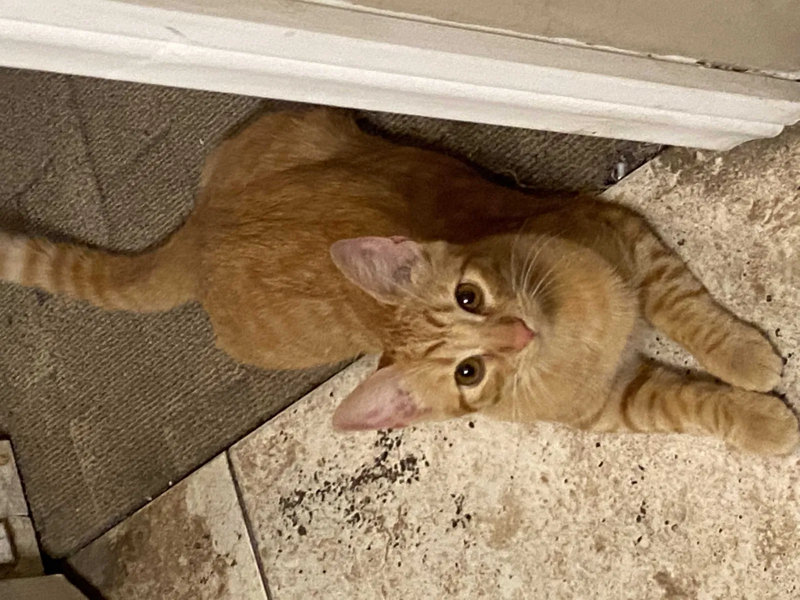 Lost cat in Pico Rivera, CA, 90660