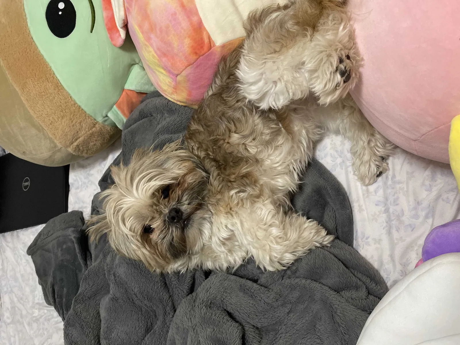 Lost dog in Phoenix, AZ, 85037