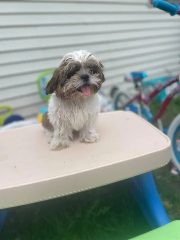 Lost dog in Streamwood, IL, 60107