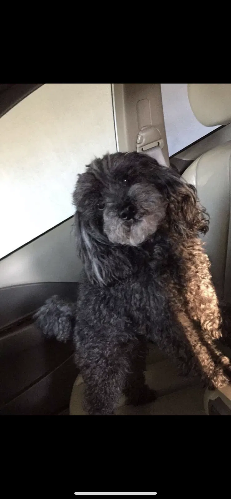 Lost dog in San Leandro, CA, 94578