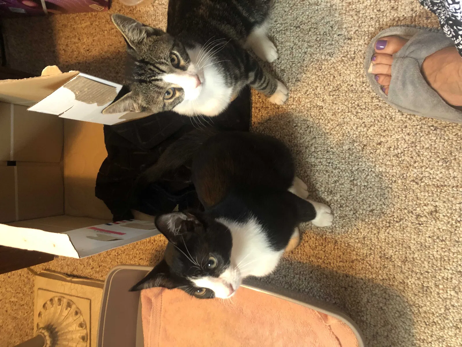 Lost cat in Yorktown Heights, NY, 10598