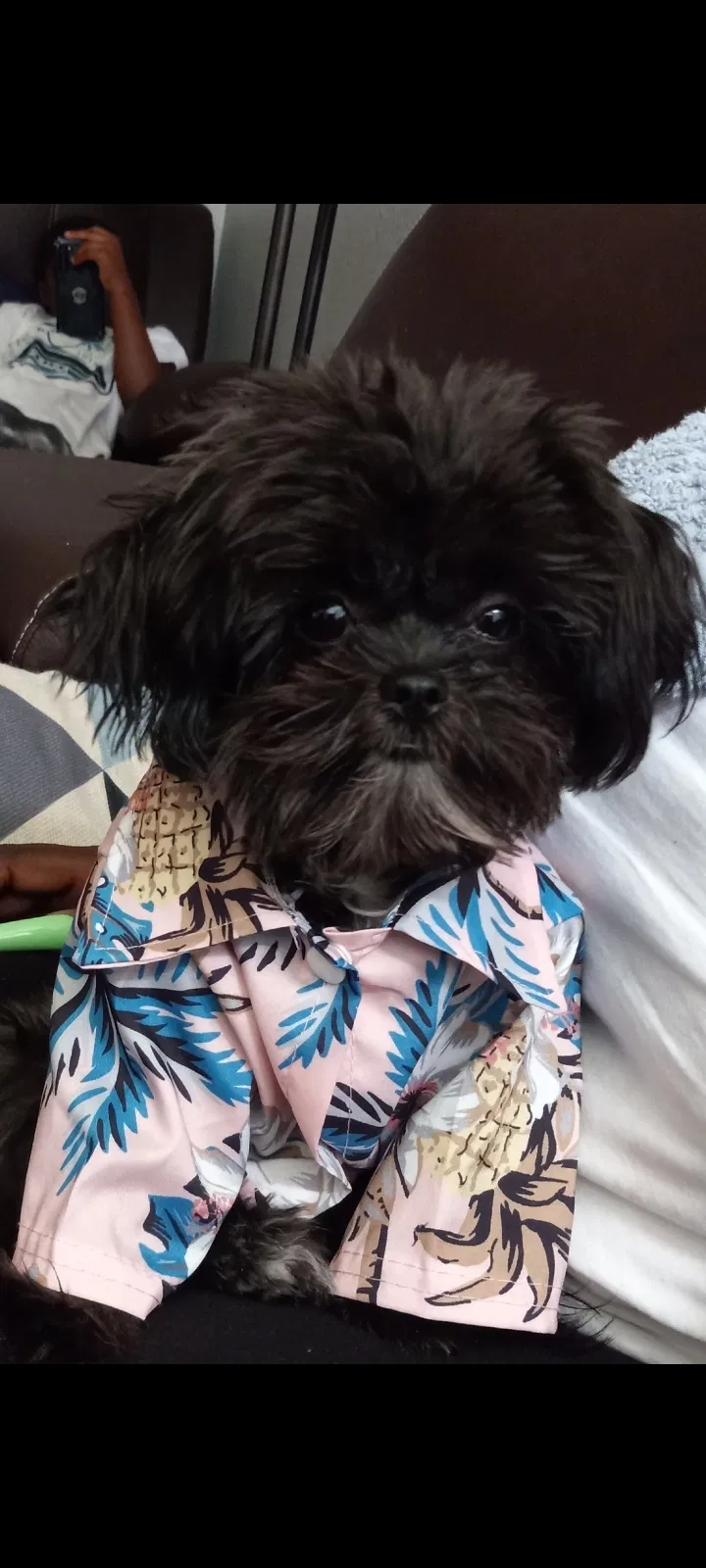 Lost dog in Fort Worth, TX, 76116