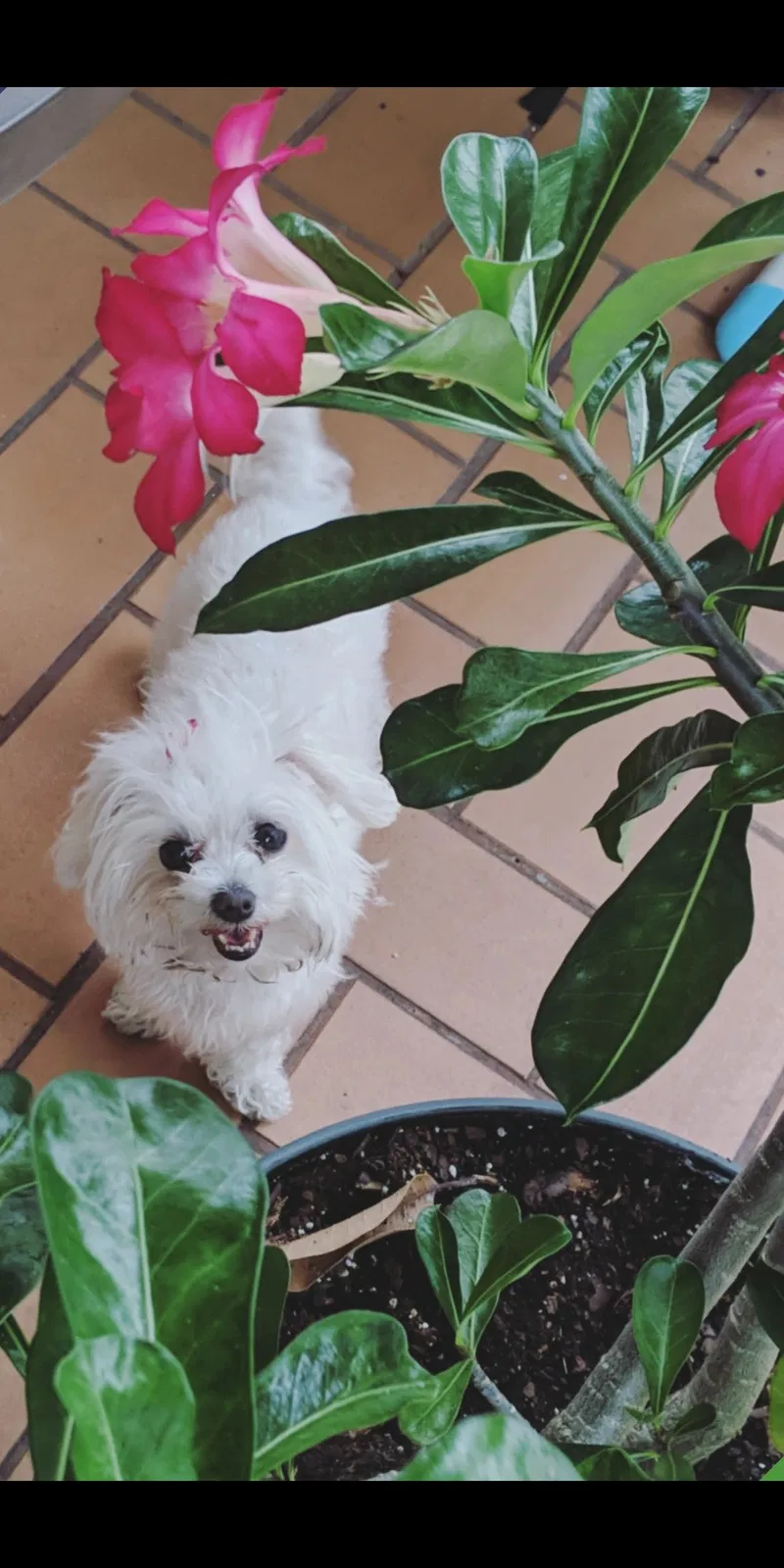 Lost dog in Miami, FL, 33165