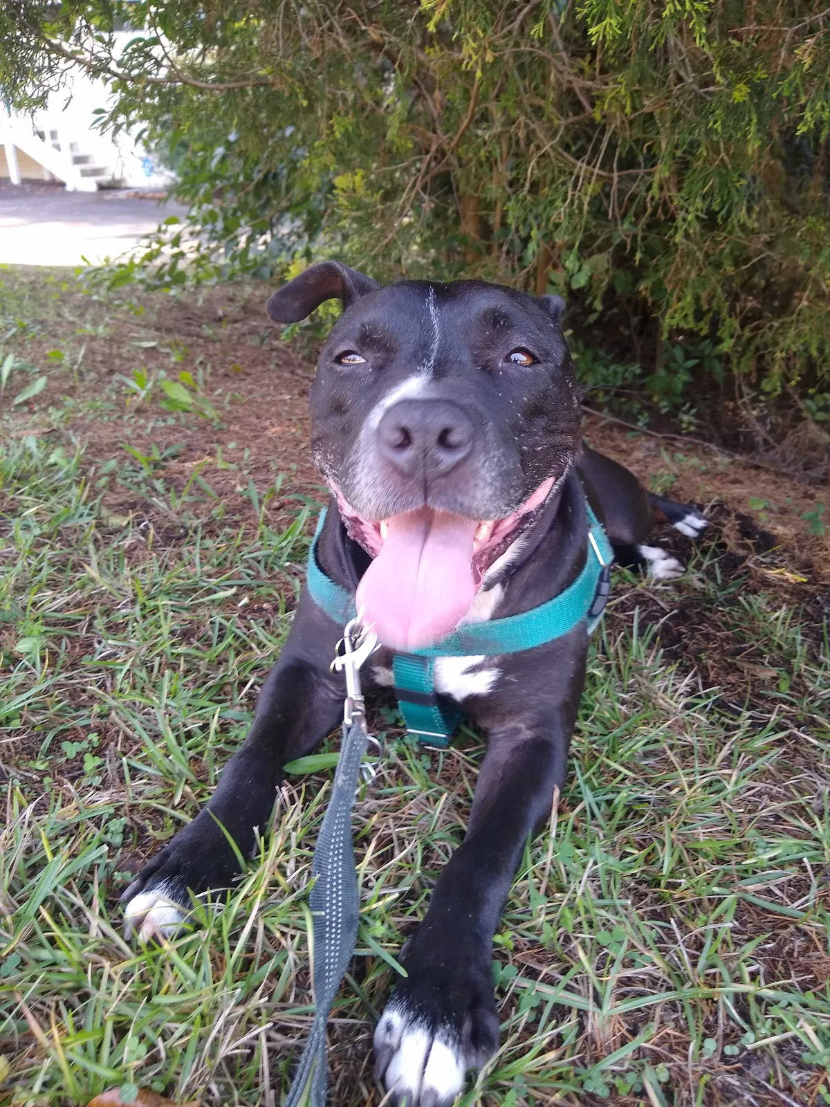 Lost dog in Birmingham, AL, 35213