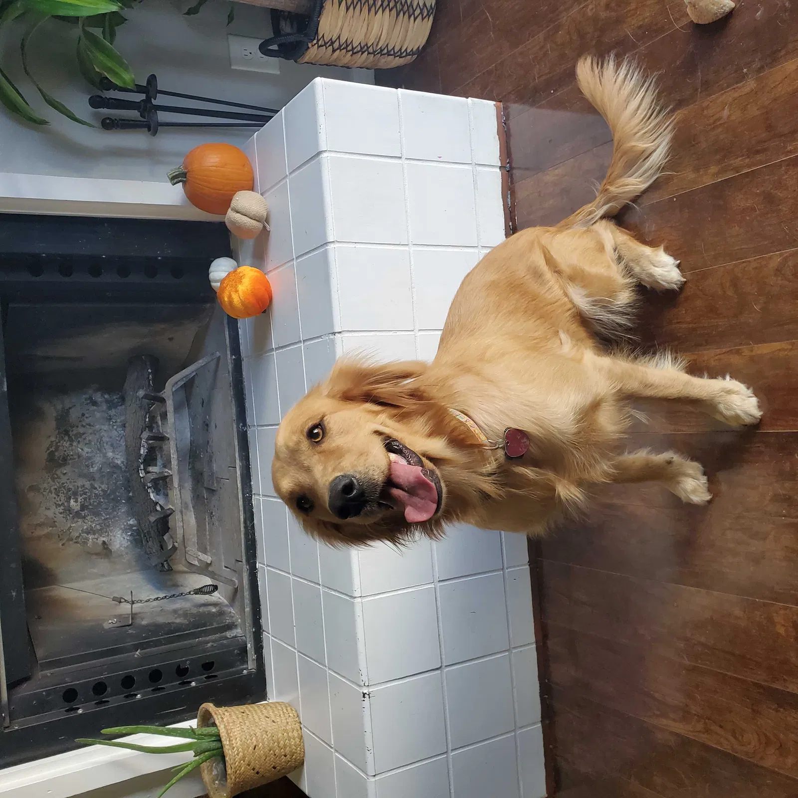 Lost dog in Wichita, KS, 67209