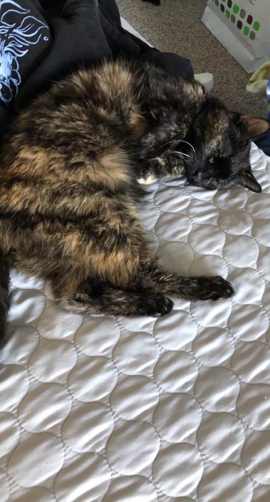 Lost cat in Middleport, NY, 14105