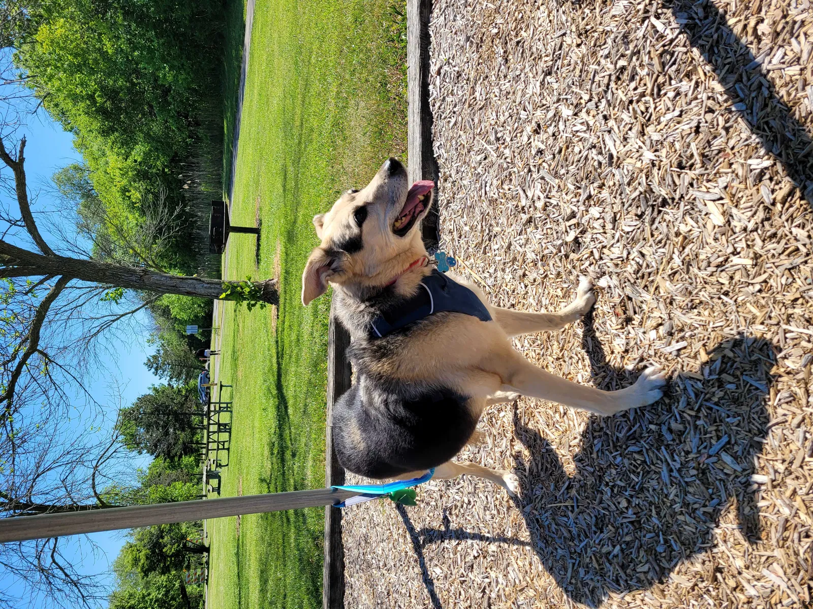 Lost dog in Chesterfield, VA, 23838