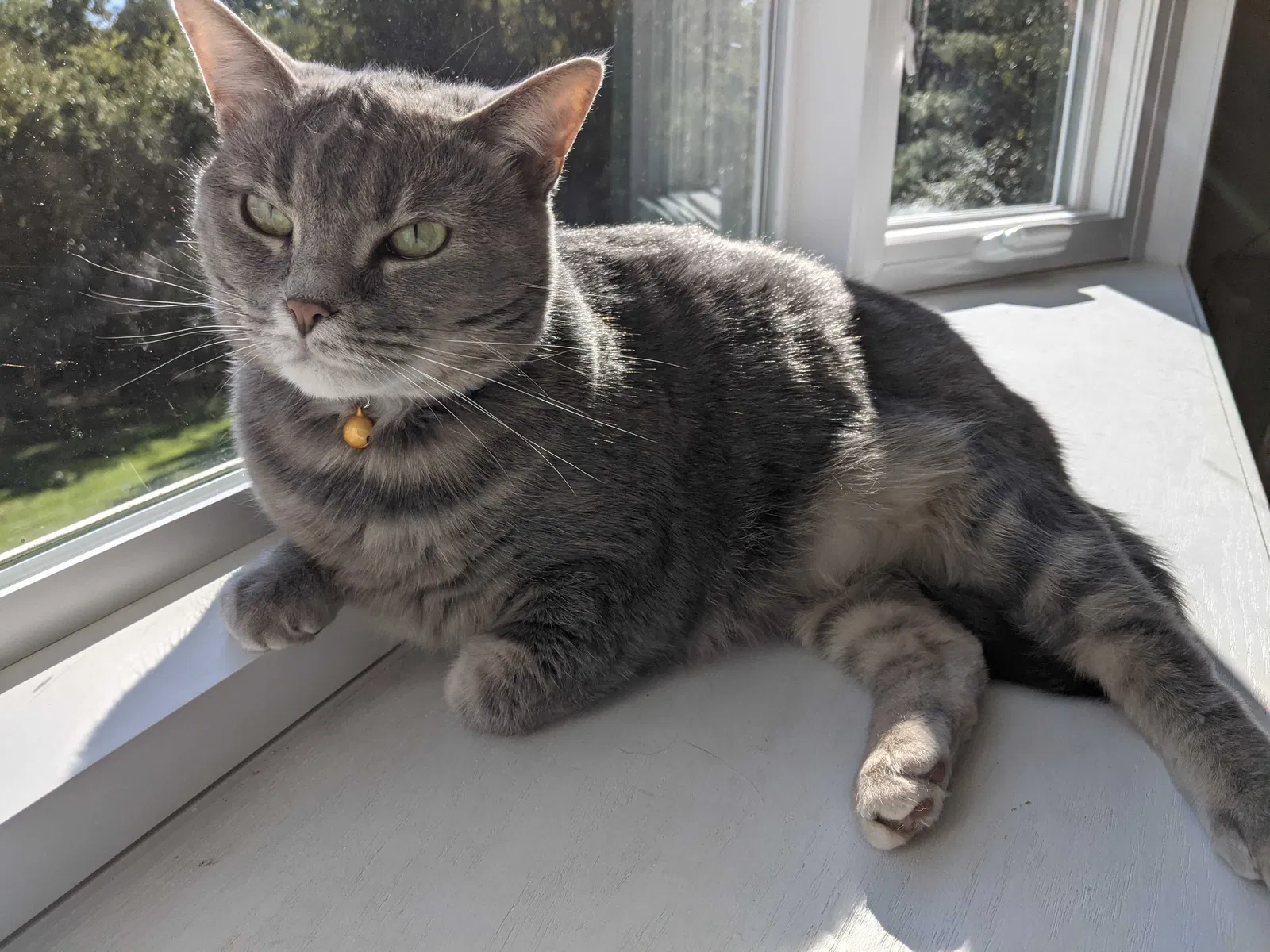 Lost cat in Cincinnati, OH, 45251