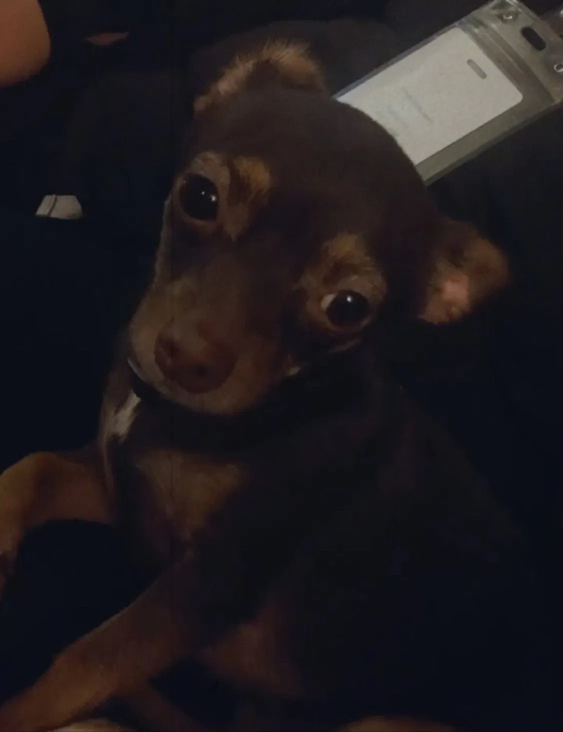 Lost dog in Dallas, TX, 75204