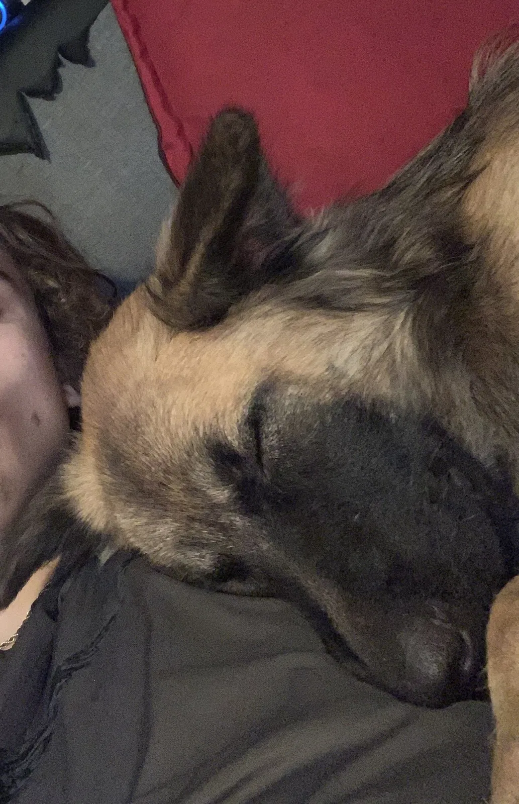Lost dog in Cabot, AR, 72023
