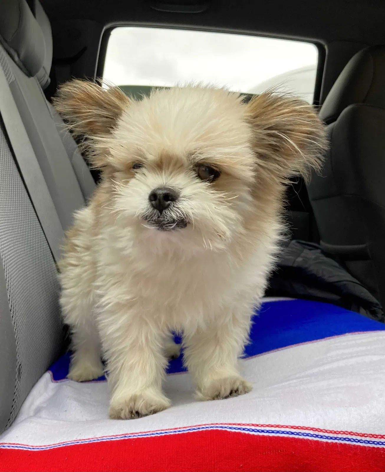 Lost dog in Oxnard, CA, 93033