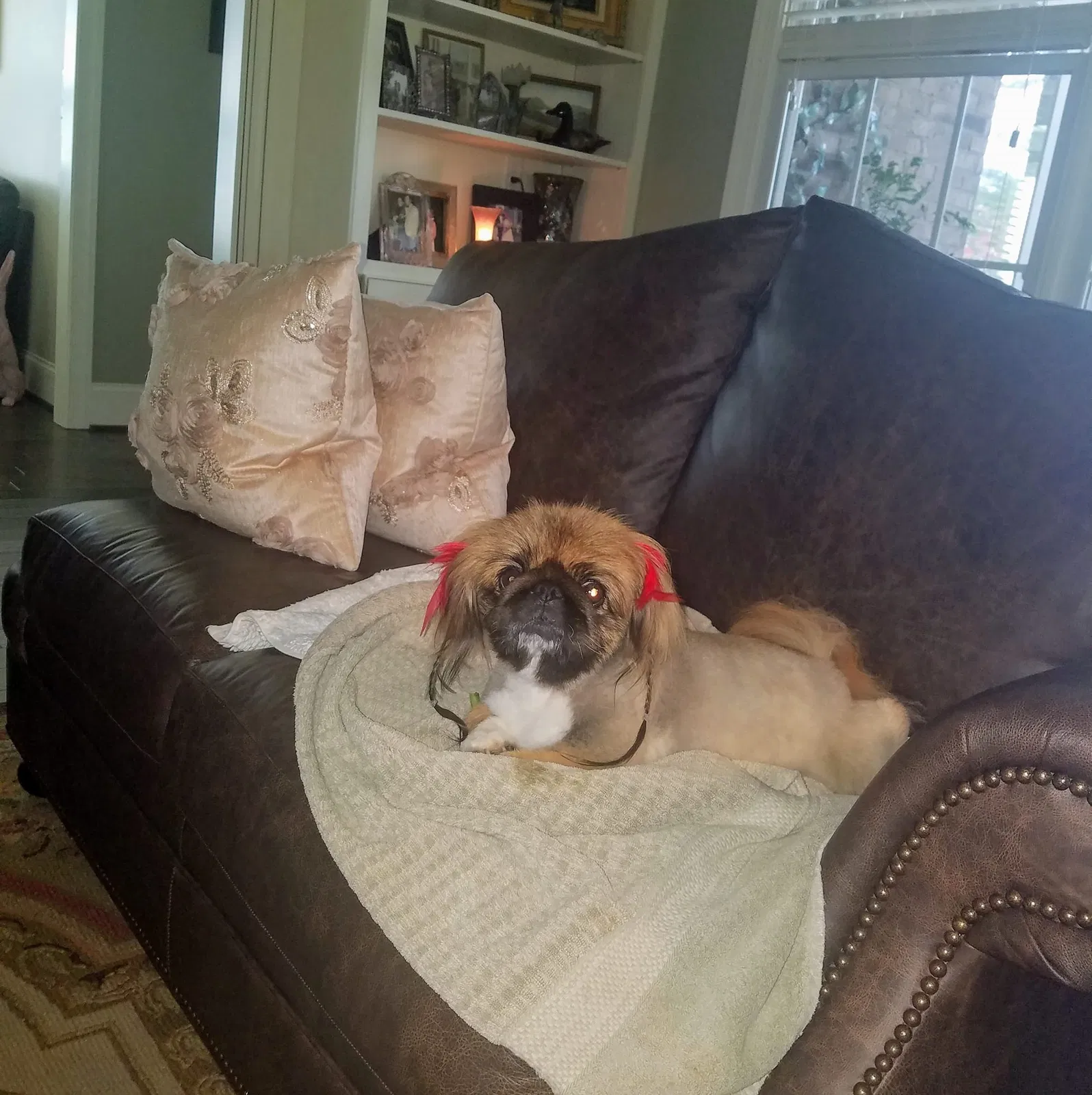 Lost dog in Gilbert, SC, 29054
