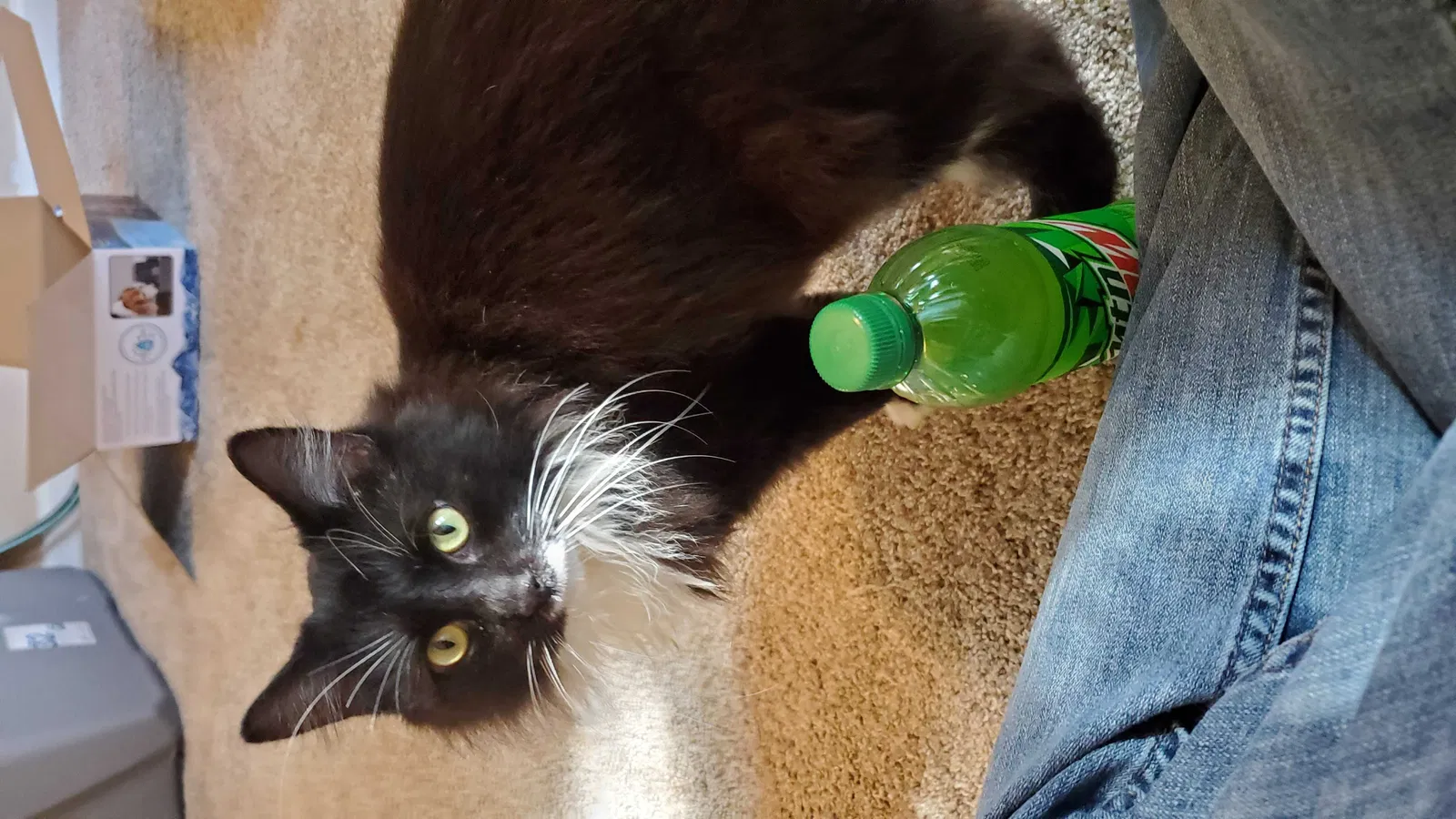 Lost cat in Virginia Beach, VA, 23452